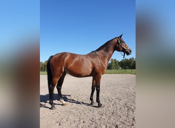 Koń oldenburski, Klacz, 17 lat, 167 cm, Gniada