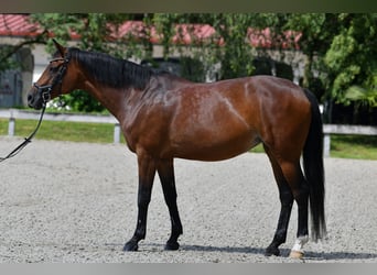 Koń oldenburski, Klacz, 17 lat, 167 cm, Gniada