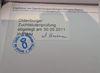 Koń oldenburski, Klacz, 17 lat, 168 cm, Kara