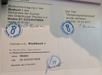 Koń oldenburski, Klacz, 17 lat, 168 cm, Kara