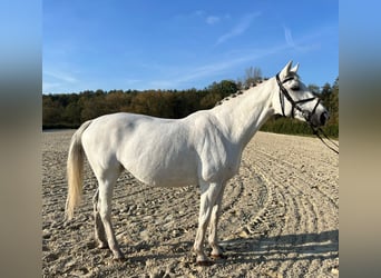 Koń oldenburski, Klacz, 17 lat, 169 cm, Biała