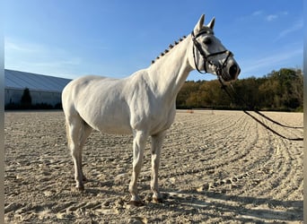 Koń oldenburski, Klacz, 17 lat, 169 cm, Biała