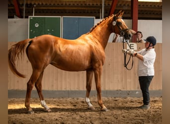 Koń oldenburski, Klacz, 17 lat, 169 cm, Kasztanowata