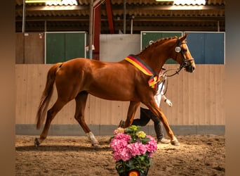 Koń oldenburski, Klacz, 17 lat, 169 cm, Kasztanowata