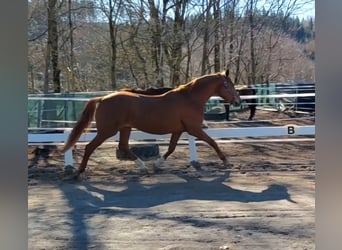 Koń oldenburski, Klacz, 17 lat, 169 cm, Kasztanowata