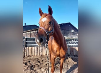 Koń oldenburski, Klacz, 17 lat, 169 cm, Kasztanowata