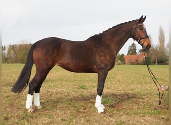 Koń oldenburski, Klacz, 17 lat, 170 cm, Gniada