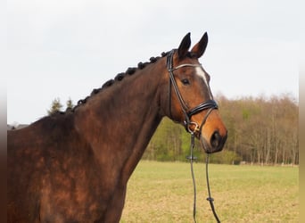 Koń oldenburski, Klacz, 17 lat, 170 cm, Gniada