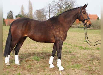 Koń oldenburski, Klacz, 17 lat, 170 cm, Gniada