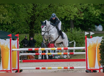 Koń oldenburski, Klacz, 17 lat, 176 cm, Siwa w hreczce