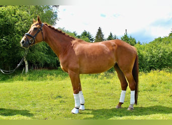 Koń oldenburski, Klacz, 18 lat, 168 cm, Kasztanowata