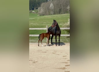 Koń oldenburski, Klacz, 18 lat, 169 cm, Ciemnogniada