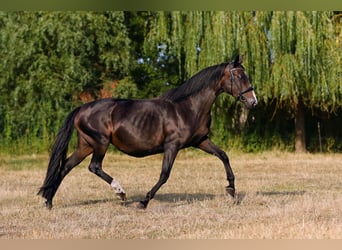 Koń oldenburski, Klacz, 19 lat, 162 cm, Skarogniada