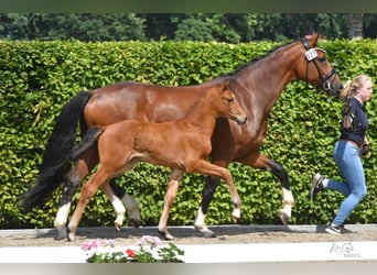 Koń oldenburski, Klacz, 1 Rok, 166 cm, Gniada