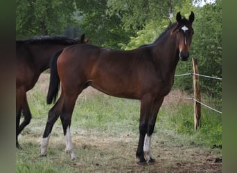 Koń oldenburski, Klacz, 1 Rok, 167 cm, Ciemnogniada