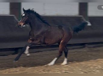 Koń oldenburski, Klacz, 1 Rok, 167 cm, Ciemnogniada