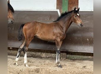 Koń oldenburski, Klacz, 1 Rok, 167 cm, Ciemnogniada