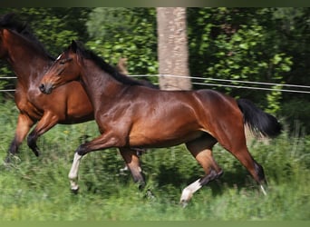 Koń oldenburski, Klacz, 1 Rok, 167 cm, Ciemnogniada