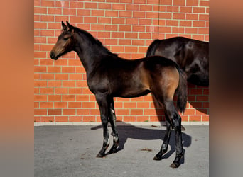 Koń oldenburski, Klacz, 1 Rok, 168 cm, Ciemnogniada