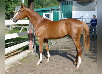 Koń oldenburski, Klacz, 1 Rok, 168 cm, Ciemnokasztanowata