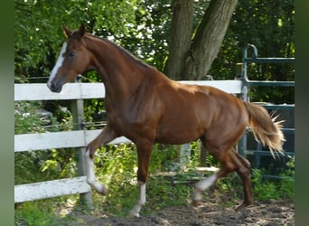 Koń oldenburski, Klacz, 1 Rok, 168 cm, Ciemnokasztanowata