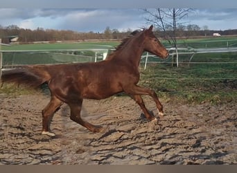 Koń oldenburski, Klacz, 1 Rok, 168 cm, Ciemnokasztanowata