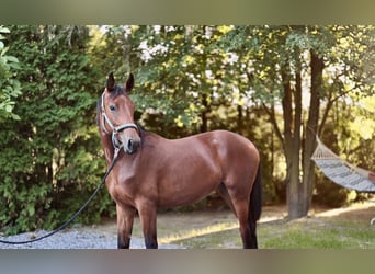 Koń oldenburski, Klacz, 1 Rok, 170 cm, Gniada