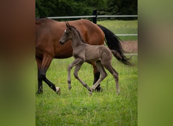Koń oldenburski, Klacz, 1 Rok, 170 cm, Kara