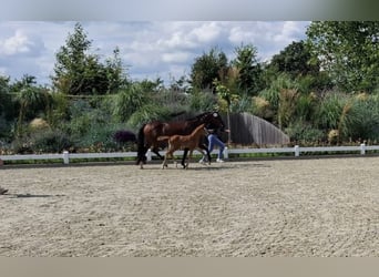 Koń oldenburski, Klacz, 1 Rok, 170 cm, Kasztanowata