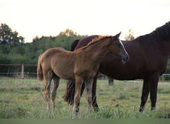 Koń oldenburski, Klacz, 1 Rok, 170 cm, Kasztanowata