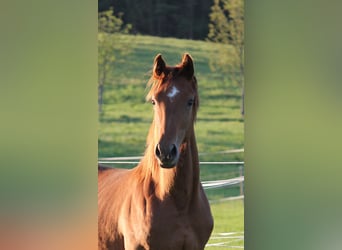 Koń oldenburski, Klacz, 1 Rok, 170 cm, Kasztanowata
