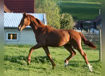 Koń oldenburski, Klacz, 1 Rok, 170 cm, Kasztanowata