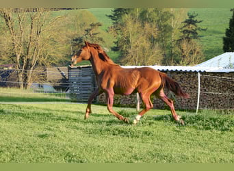 Koń oldenburski, Klacz, 1 Rok, 170 cm, Kasztanowata