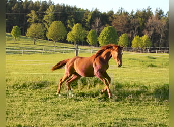 Koń oldenburski, Klacz, 1 Rok, 170 cm, Kasztanowata