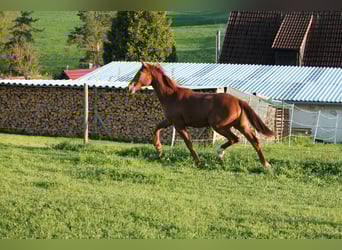 Koń oldenburski, Klacz, 1 Rok, 170 cm, Kasztanowata