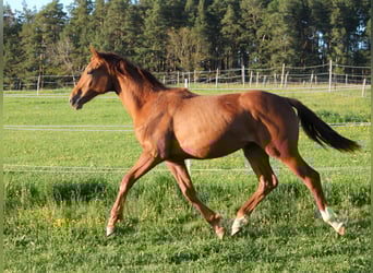 Koń oldenburski, Klacz, 1 Rok, 170 cm, Kasztanowata