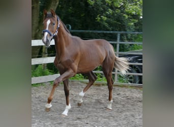 Koń oldenburski, Klacz, 1 Rok, 172 cm, Ciemnokasztanowata