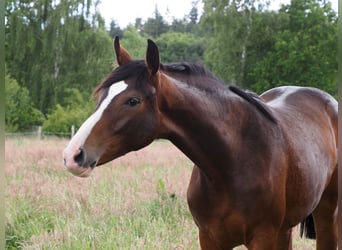 Koń oldenburski, Klacz, 1 Rok, 173 cm, Ciemnogniada