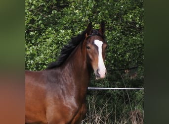Koń oldenburski, Klacz, 1 Rok, 173 cm, Ciemnogniada
