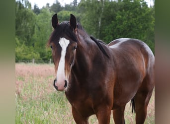 Koń oldenburski, Klacz, 1 Rok, 173 cm, Ciemnogniada