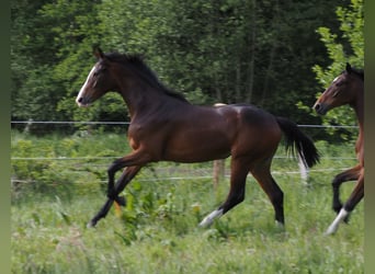 Koń oldenburski, Klacz, 1 Rok, 173 cm, Ciemnogniada