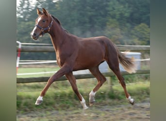 Koń oldenburski, Klacz, 1 Rok, 175 cm, Ciemnokasztanowata