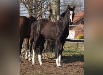 Koń oldenburski, Klacz, 1 Rok, Kara