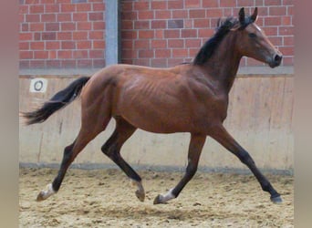 Koń oldenburski, Klacz, 1 Rok