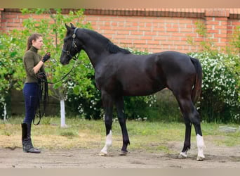 Koń oldenburski, Klacz, 1 Rok