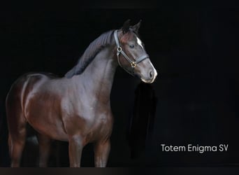 Koń oldenburski, Klacz, 1 Rok