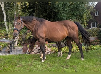 Koń oldenburski, Klacz, 20 lat, 160 cm, Gniada