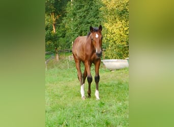 Koń oldenburski, Klacz, 20 lat, 164 cm, Kasztanowata