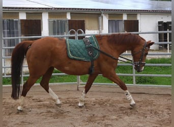 Koń oldenburski, Klacz, 20 lat, 165 cm, Kasztanowata