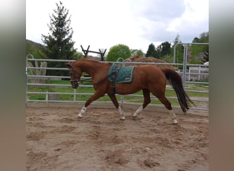 Koń oldenburski, Klacz, 20 lat, 165 cm, Kasztanowata